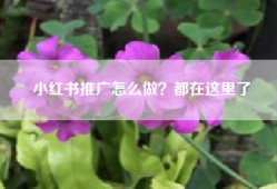 小红书推广怎么做？都在这里了